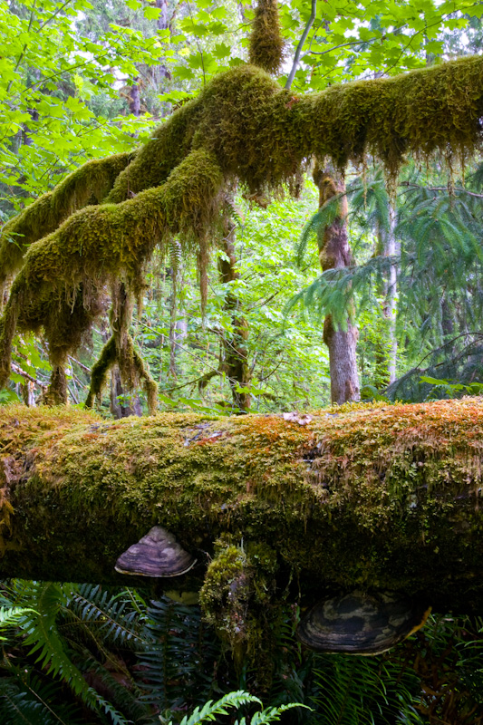 Bracket Fungus On Fallen Tree